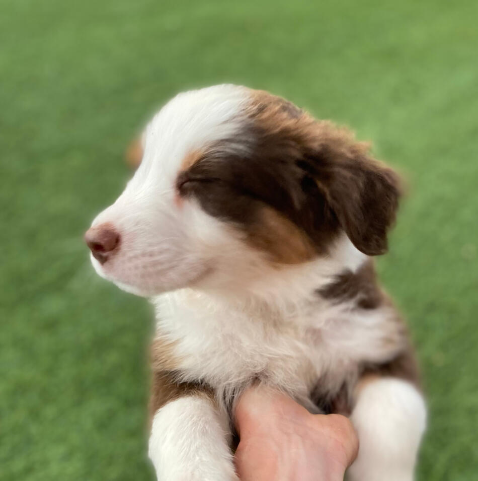 Miniature fashion australian shepherd with tail